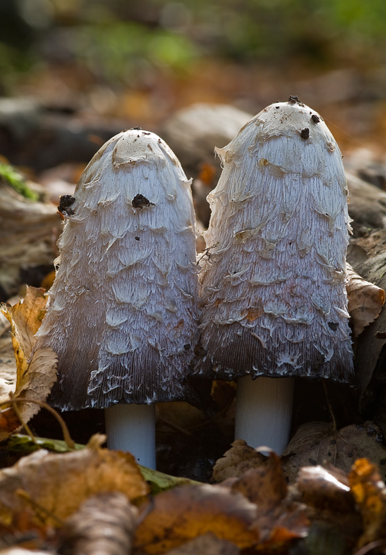 Coprinus comatus